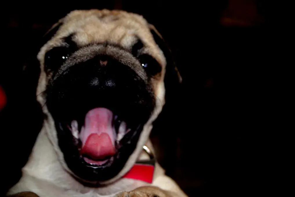 Pug bocejando com a boca bem aberta