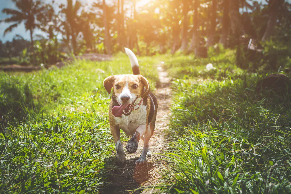 Beagle correndo por uma trilha de grama ao sol