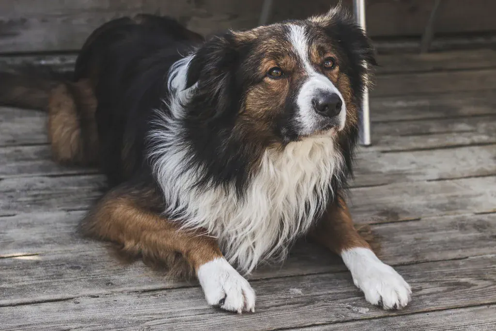 Cachorro tricolor de pelo longo deitado num deque de madeira