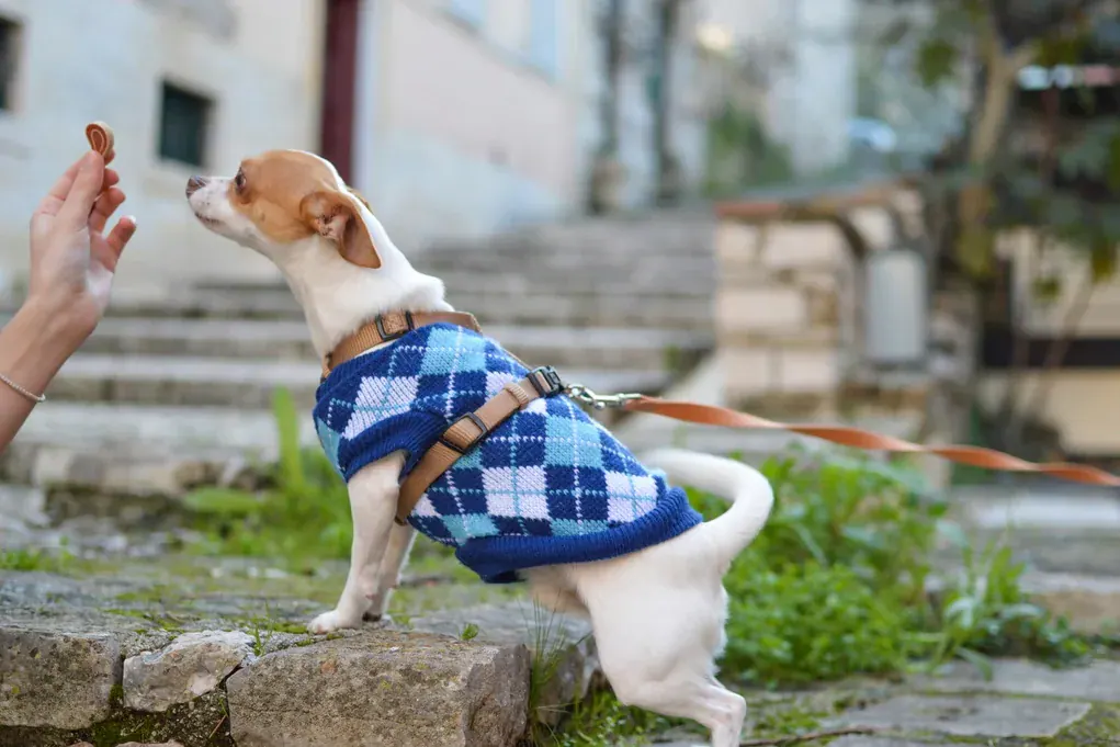 Chihuahua de suéter xadrez azul em pé, pedindo petisco