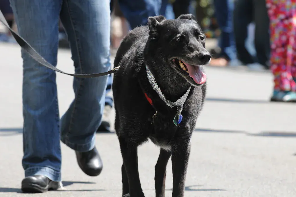 Cachorro preto passeando na guia ao lado do tutor