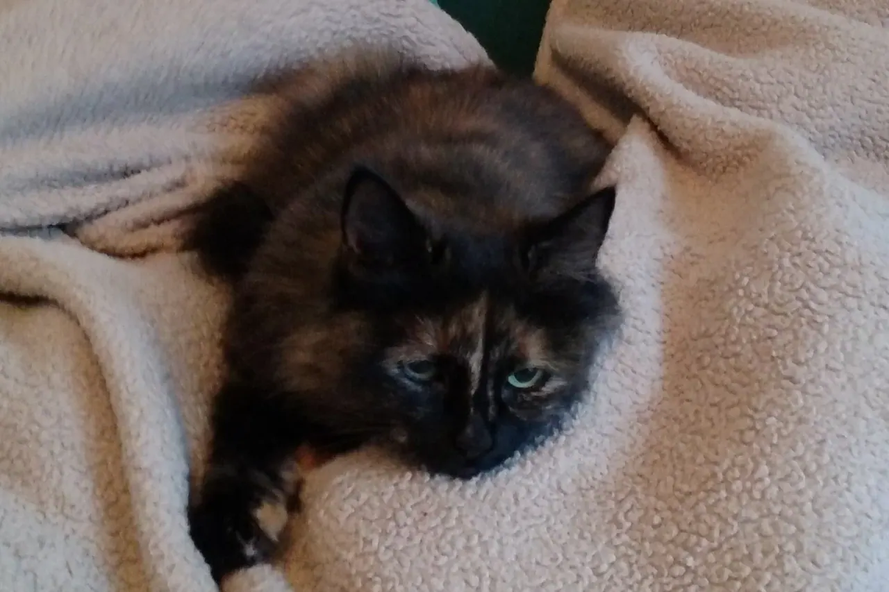 Gata escaminha deitada sobre uma manta clara