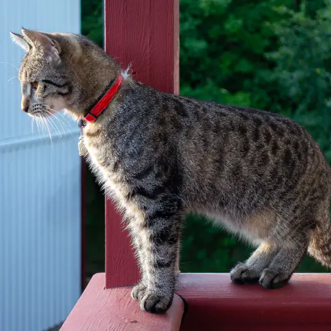Gato rajado de coleira vermelha em pé sobre um parapeito de madeira, olhando para o lado