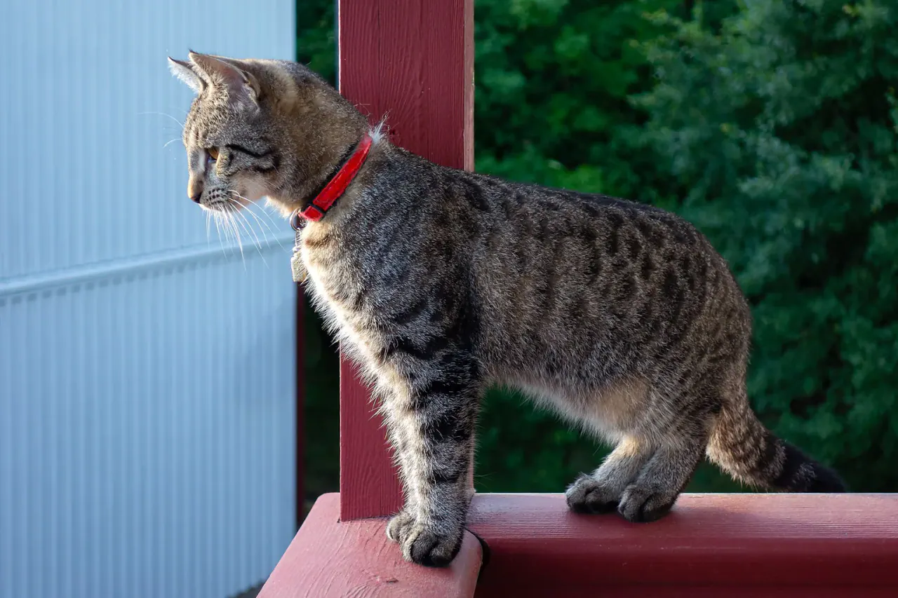 Gato rajado de coleira vermelha em pé sobre um parapeito de madeira, olhando para o lado