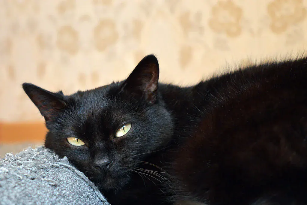 Gato preto de olhos amarelos deitado, encostado numa almofada