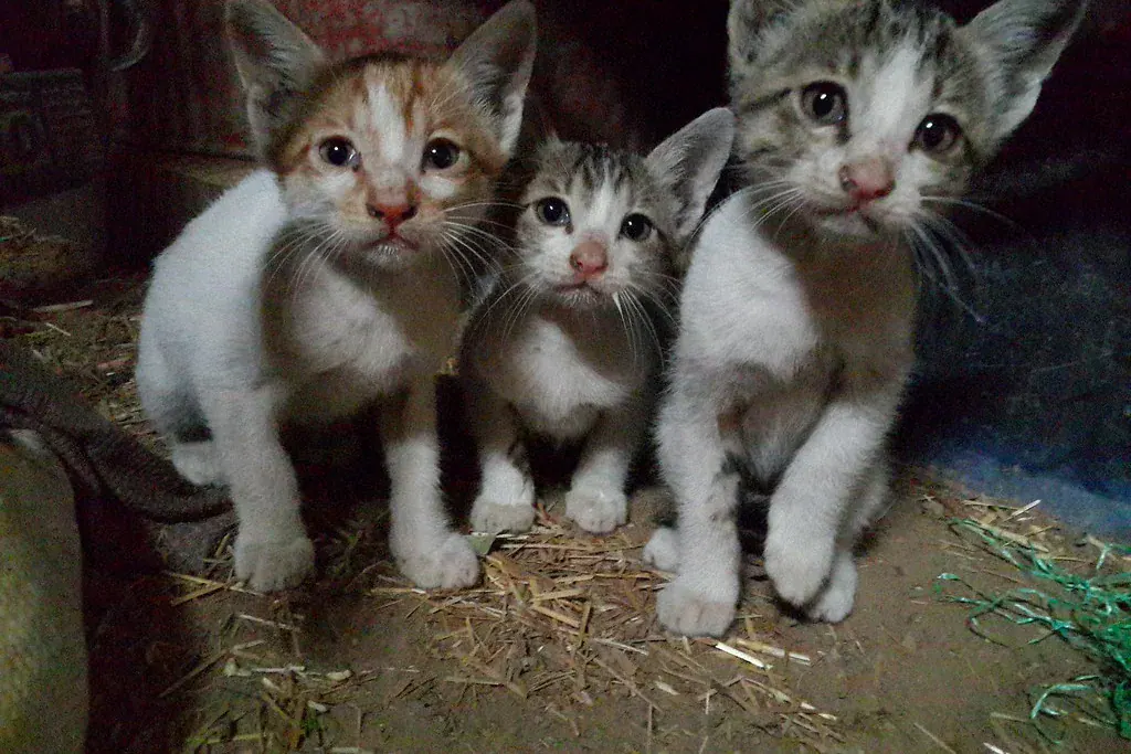 Três filhotes de gato brancos e malhados lado a lado
