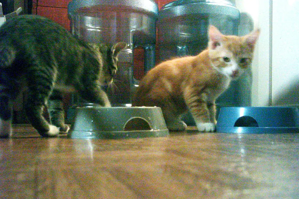 Gato malhado e filhote laranja perto de tigelas de comida no chão