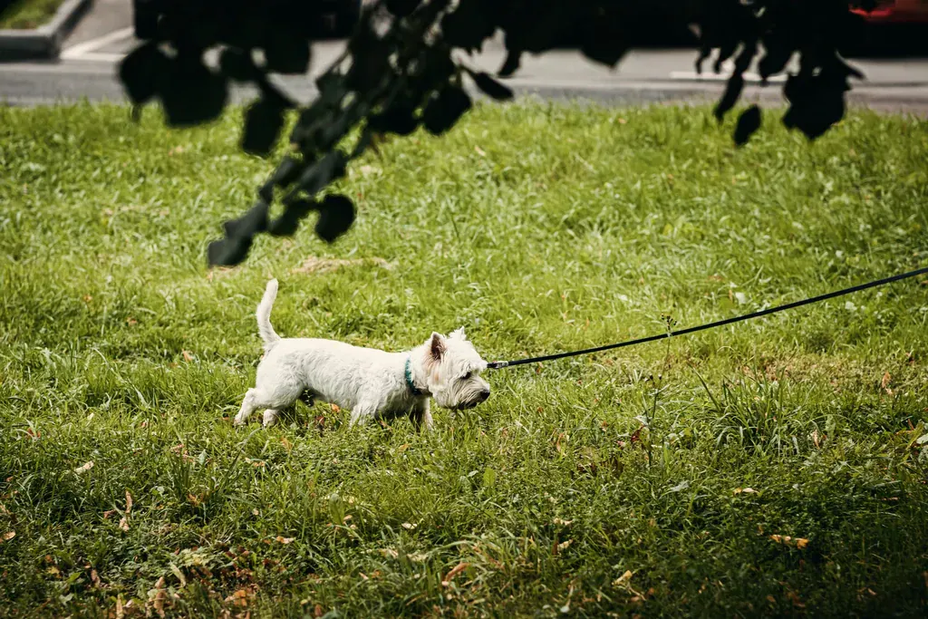 Cachorro westie branco passeando na guia pelo gramado