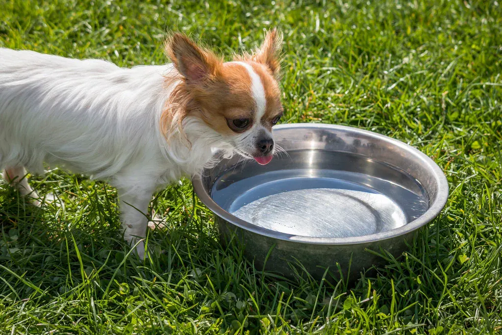 Cachorro pequeno de pelo branco e caramelo bebendo água fresca numa tigela de inox sobre a grama