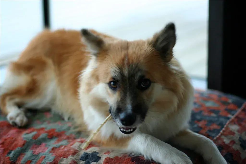Cachorro de pelo claro deitado numa almofada mordendo um petisco