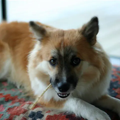 Cachorro de pelo claro deitado numa almofada mordendo um petisco