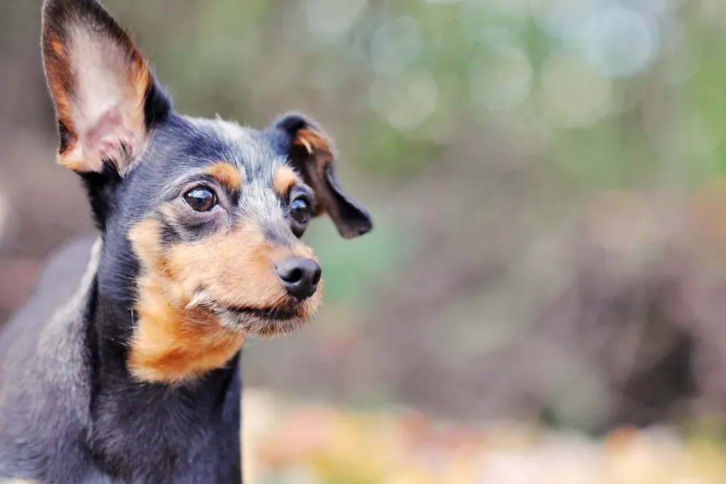 Pinscher miniatura preto e caramelo de perfil, com fundo desfocado