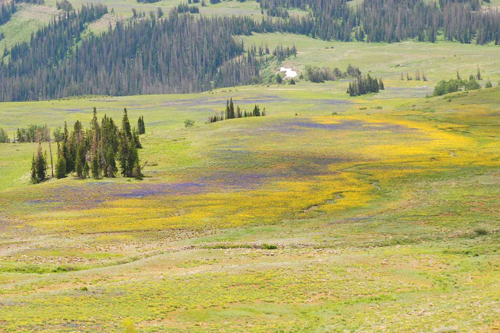 Campo florido com flores amarelas e pinheiros ao fundo