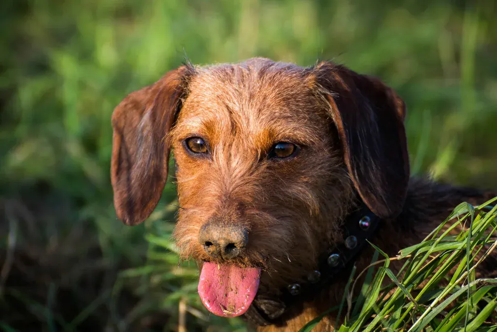 Cachorro de pelo duro marrom deitado no mato, com folhas de grama na boca