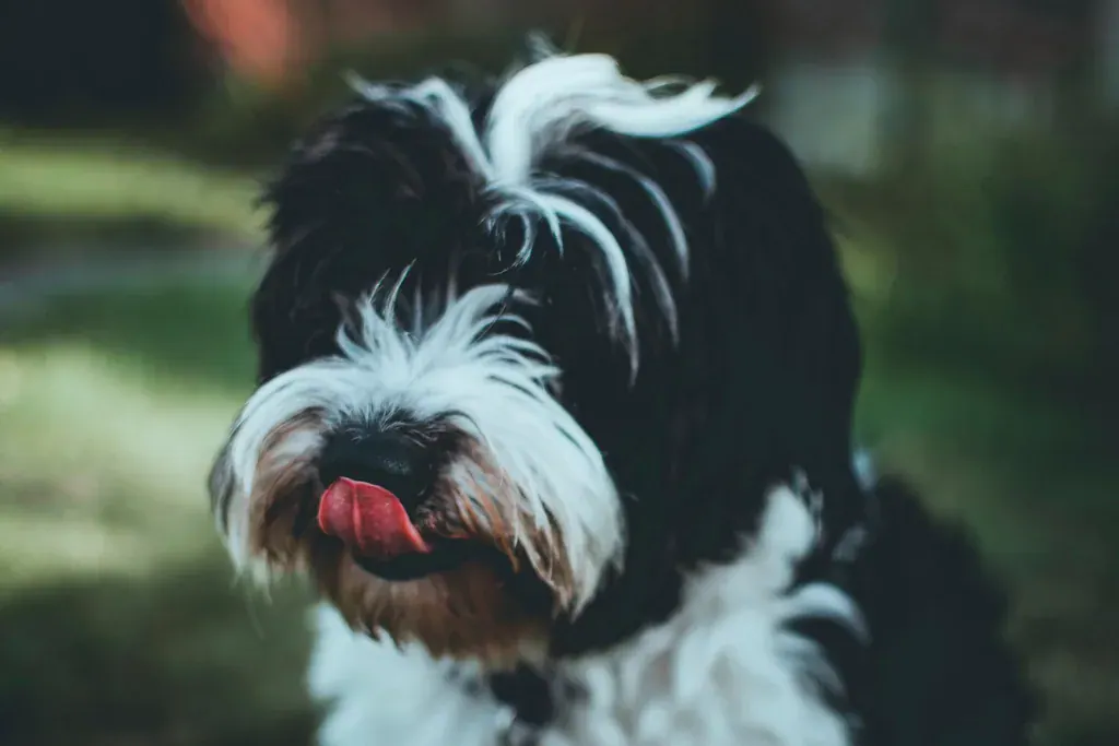 Cachorro de pelo longo preto e branco lambendo o focinho