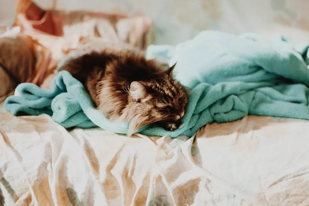 Gato de pelo longo dormindo enrolado numa manta verde sobre a cama