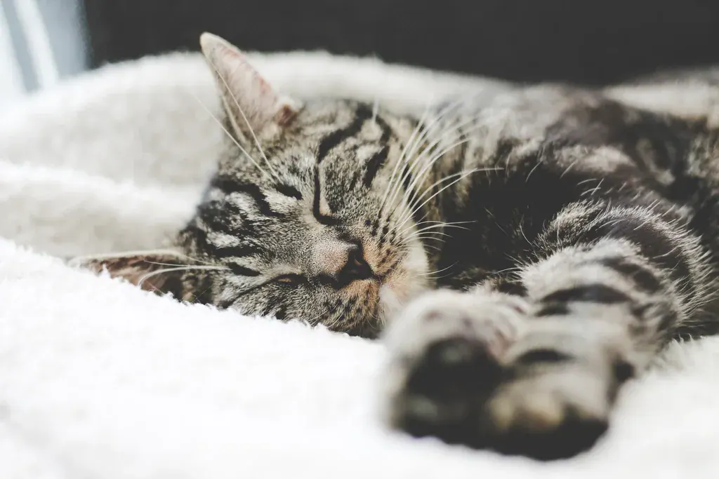 Gato tigrado dormindo de olhos fechados sobre uma manta macia