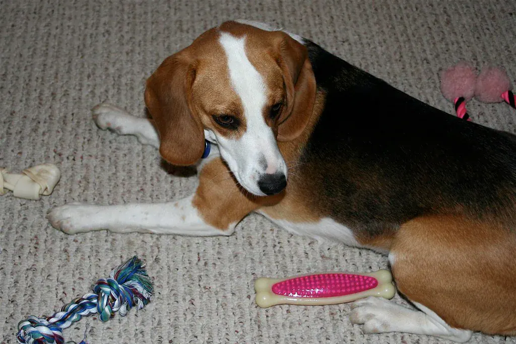 Beagle deitado no tapete cercado de brinquedos e escovas