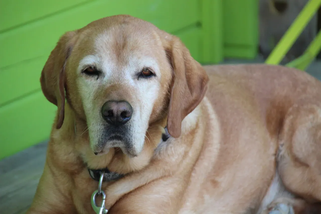 Labrador idoso de focinho grisalho deitado, com olhar tranquilo