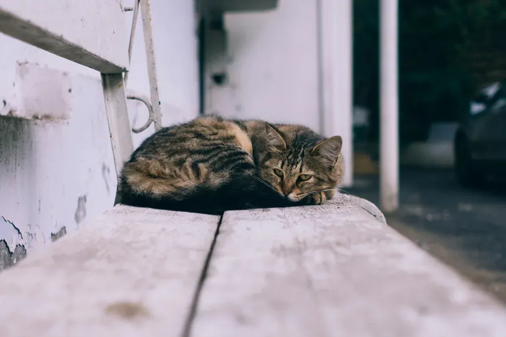 Gato tigrado dormindo enrolado num banco de madeira