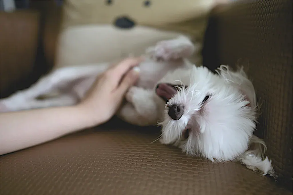 Cachorro maltês branco deitado de barriga para cima no sofá recebendo carinho