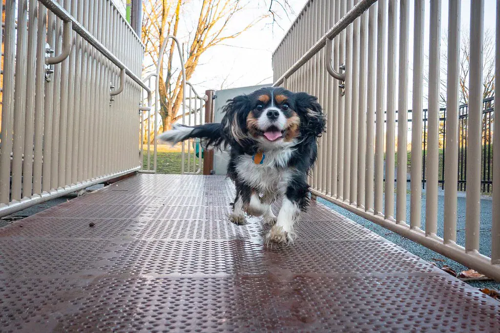 Cavalier king charles correndo por uma passarela