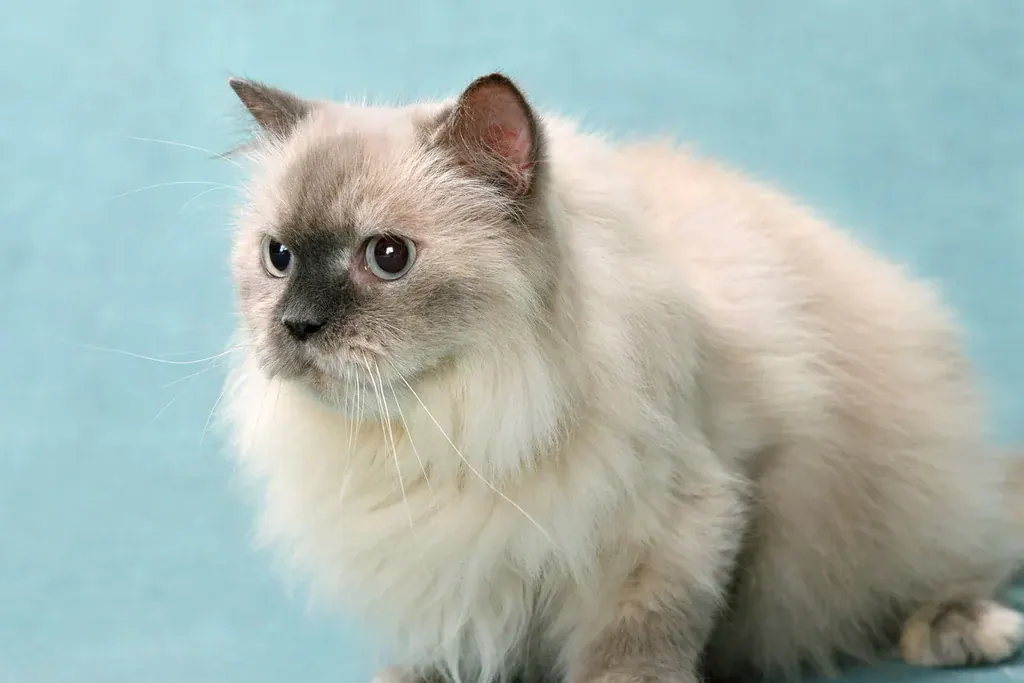 Gato de pelo longo creme e olhos azuis deitado