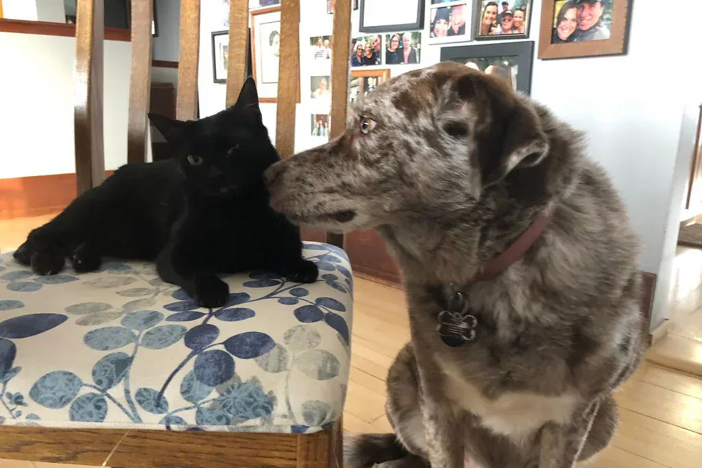 Gato preto deitado numa cadeira e cachorro malhado encostando o focinho nele