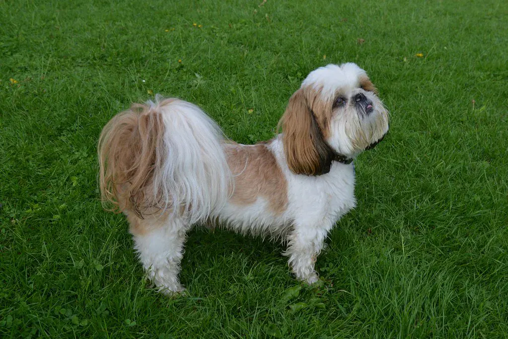 Shih tzu de pelo branco e caramelo em pé na grama