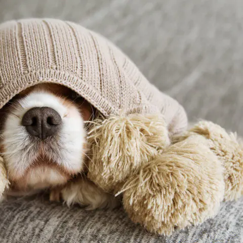 Cachorro com o rosto coberto por um gorro de tricô, deitado no sofá