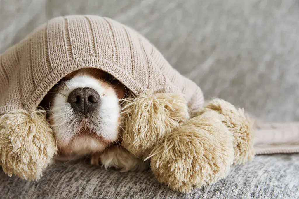 Cachorro com o rosto coberto por um gorro de tricô, deitado no sofá