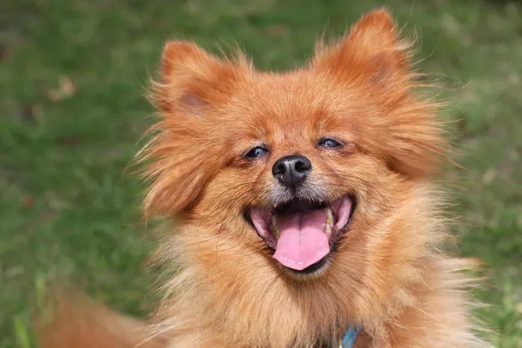 Spitz alemão laranja sorrindo na grama