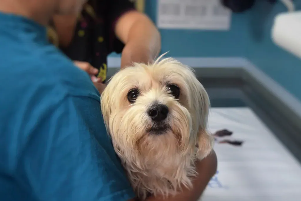 Cachorro de pelo claro no colo de uma pessoa de uniforme azul numa clínica