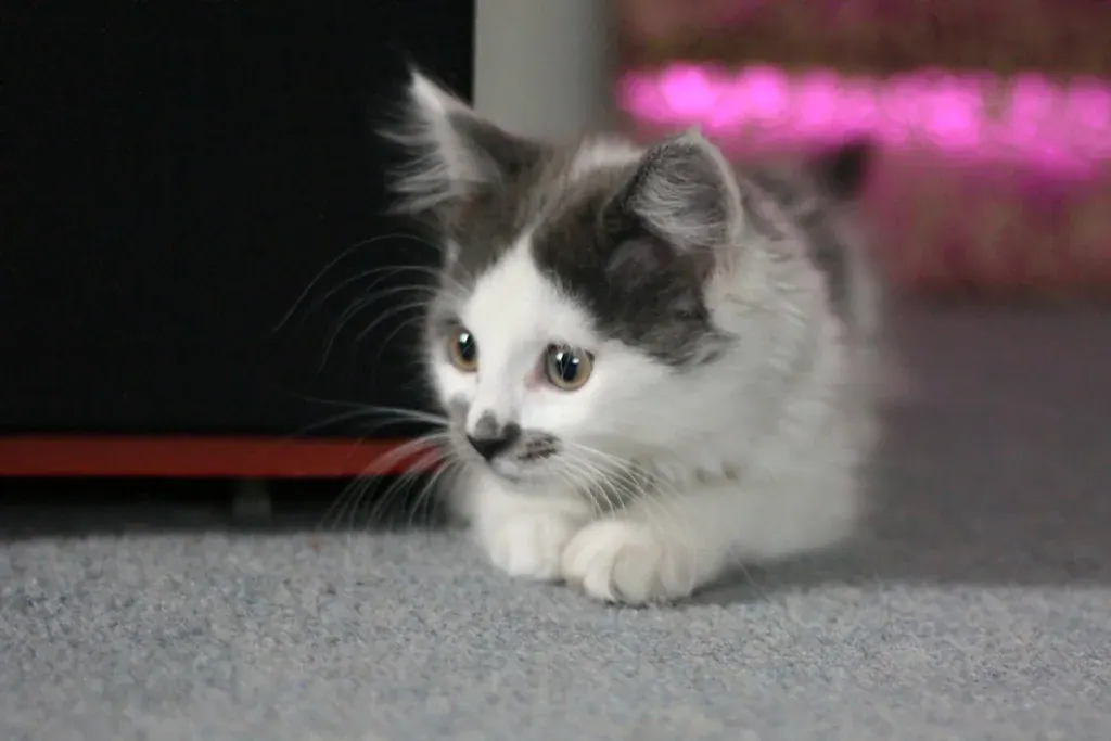 Filhote de gato branco e cinza deitado no carpete