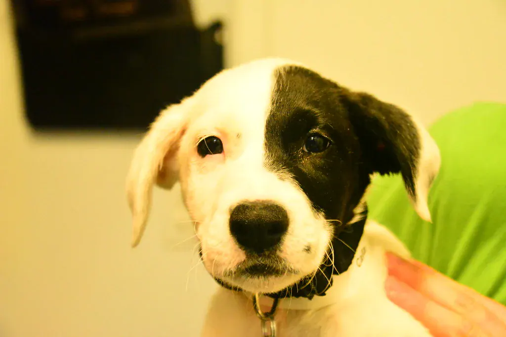 Filhote de cachorro branco e preto olhando para a câmera