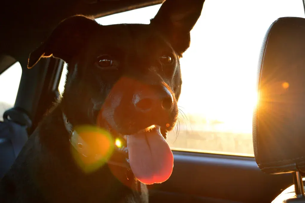 Cachorro preto com a língua de fora no banco do carro, contra a luz do sol